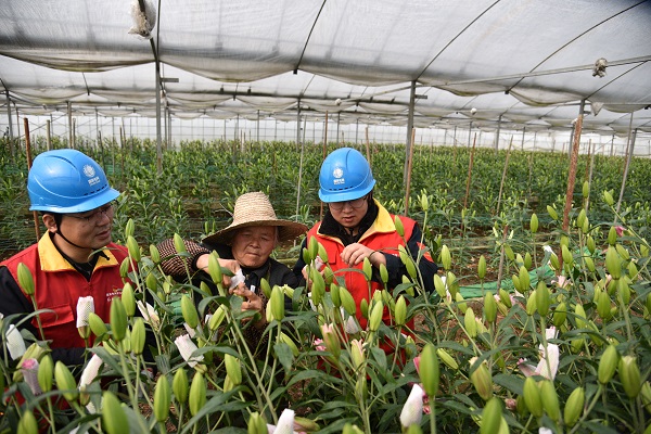國網(wǎng)海寧市供電公司：優(yōu)質(zhì)服務暖花農(nóng) 助力特色產(chǎn)業(yè)發(fā)展