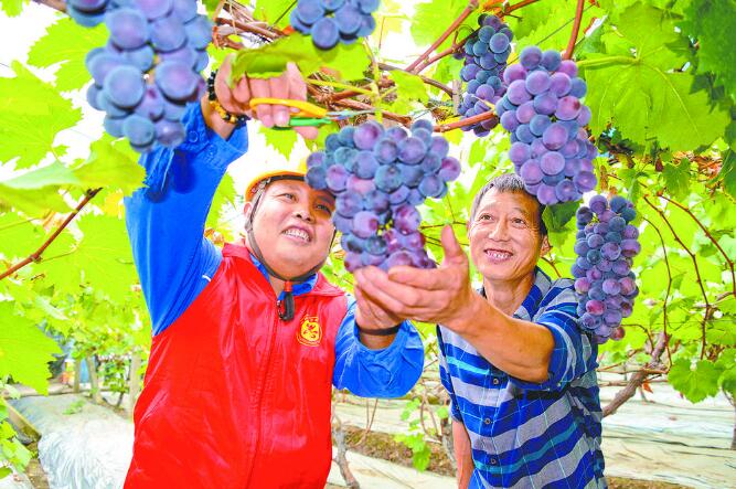 四川：電能助力產業(yè)興 川蜀大地顯豐饒